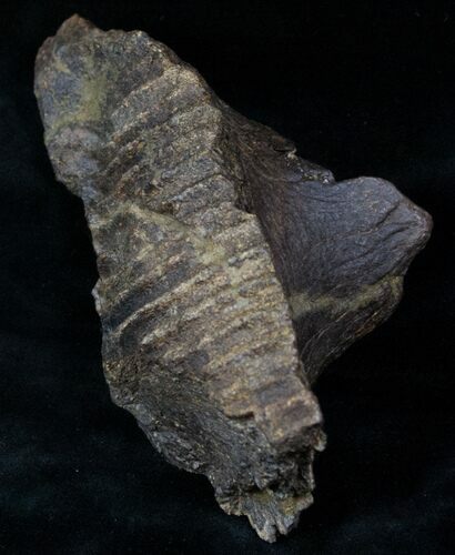 Edmontosaurus Jaw Section #12909